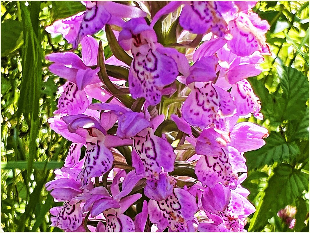 Полевые цветы. Ятрышник. - Валерия Комова Полевые цветы. Ятрышник. - Валерия Комова