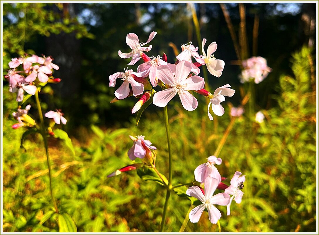 Полевые цветы. Мыльнянка лекарственная. - Валерия Комова