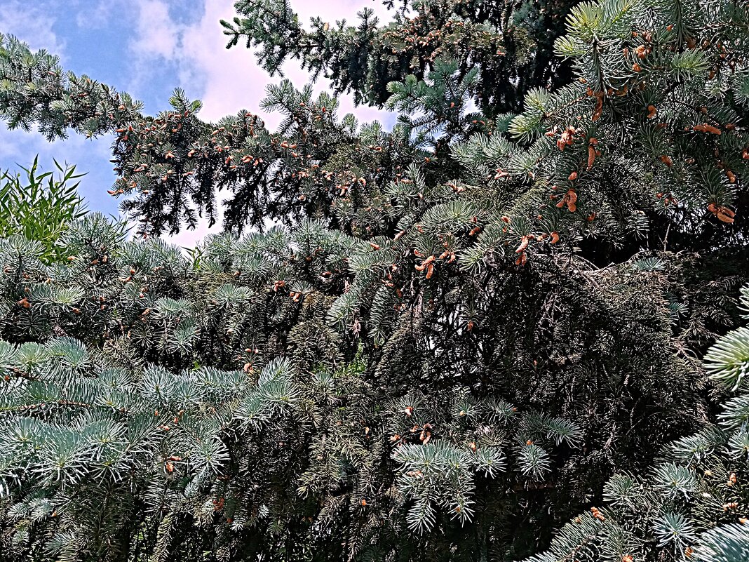 Цветы. - Владимир Драгунский