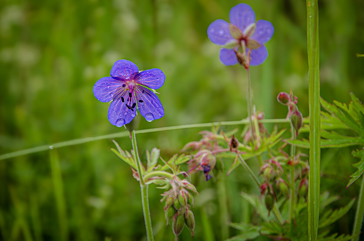 Цветочек - Валерий Пославский