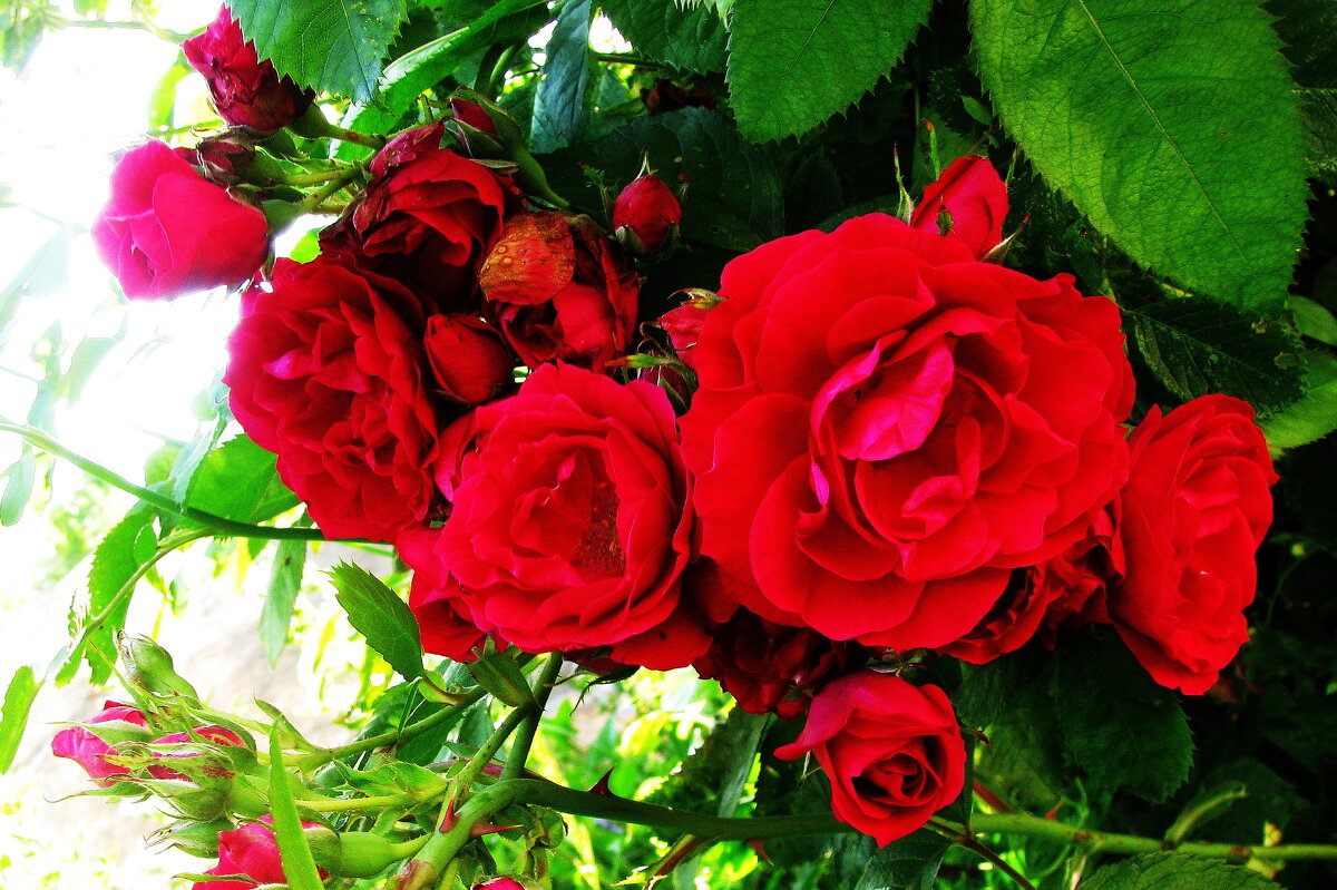 Красота роз - Людмила Смородинская