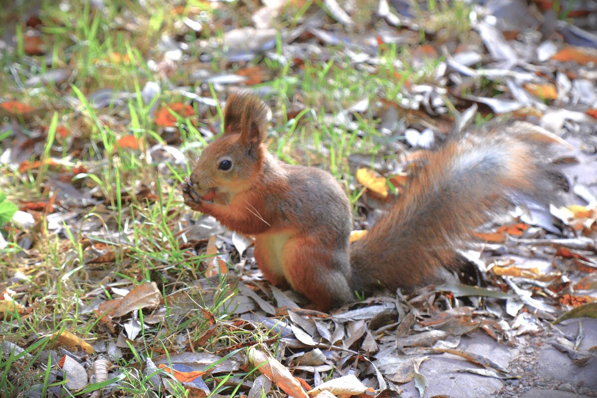 Белка - Константин Анисимов