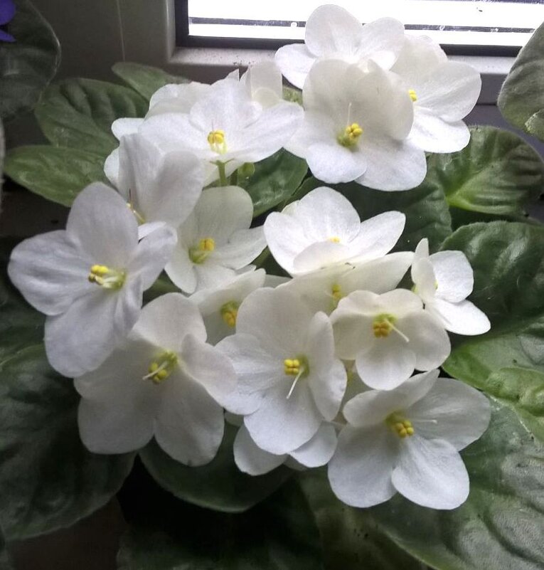 моя фиалка - Елена Семигина