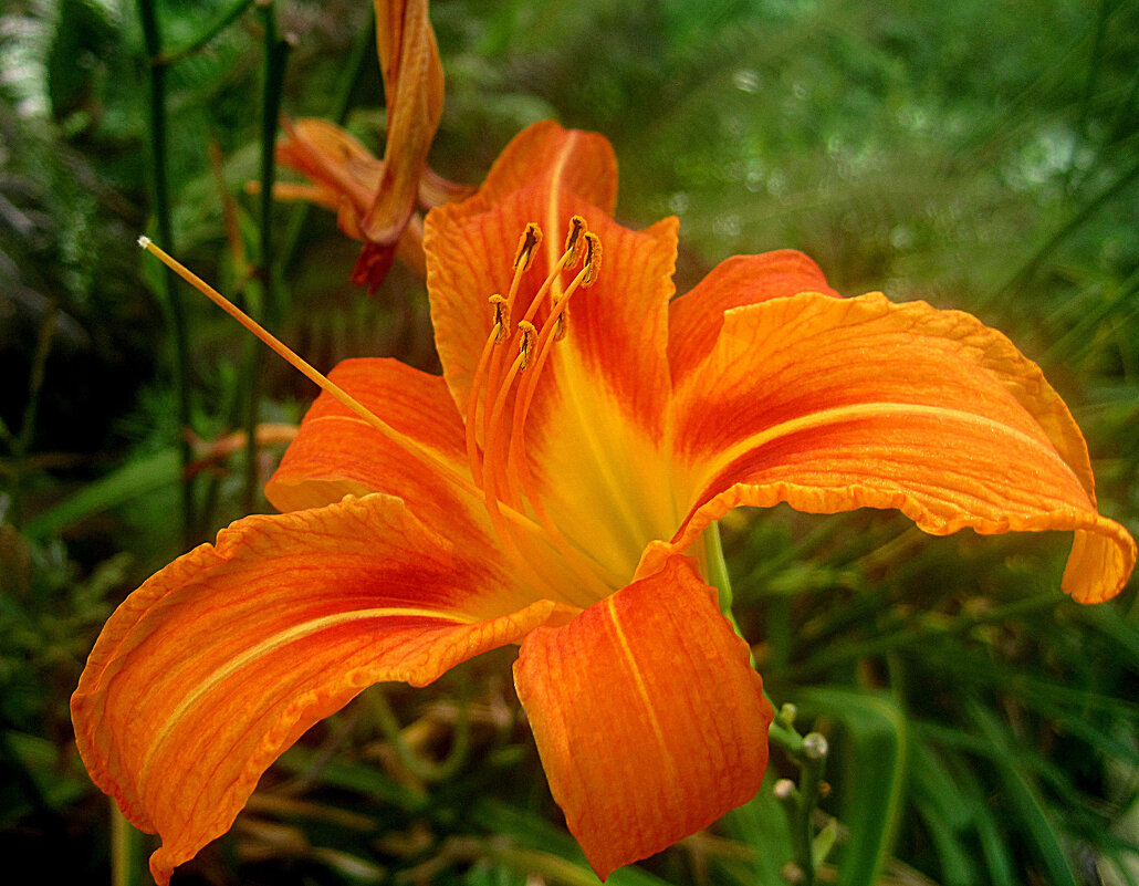 С ДНЕМ ФОТОГРАФА! - Елена Семигина