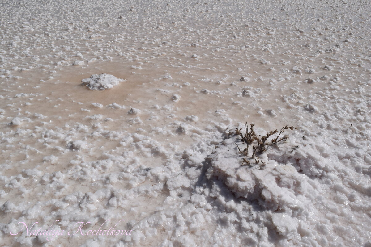 Природа Крыма - Amazing Cosmea