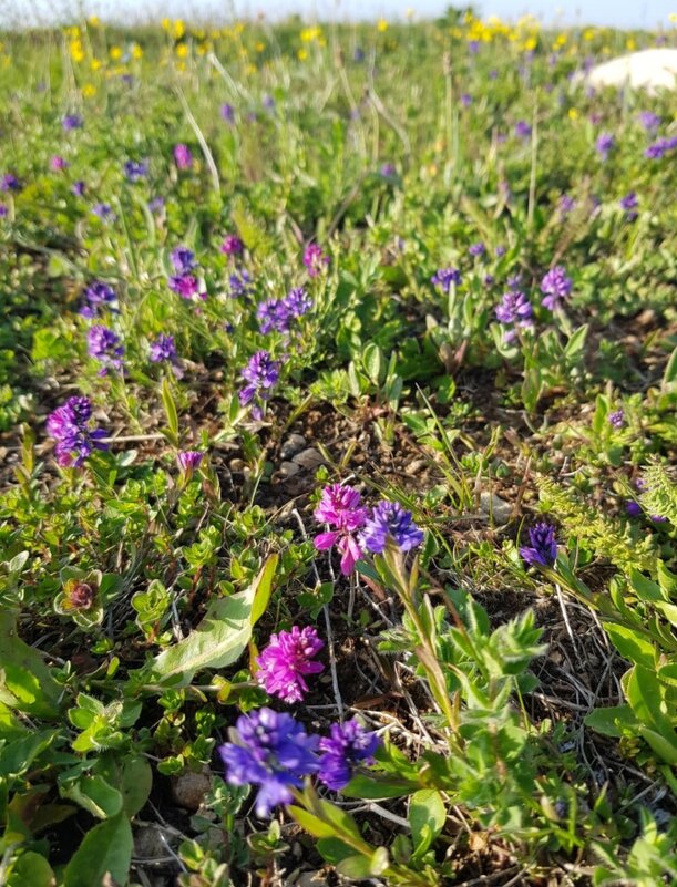 АЛЬПИЙСКИЕ ЛУГА ЛАГОНАКИ - Tata Wolf