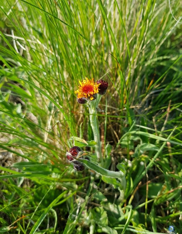 АЛЬПИЙСКИЕ ЛУГА ЛАГОНАКИ - Tata Wolf