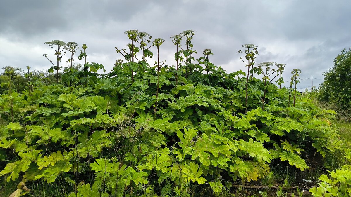 Враг полей! - Ольга 