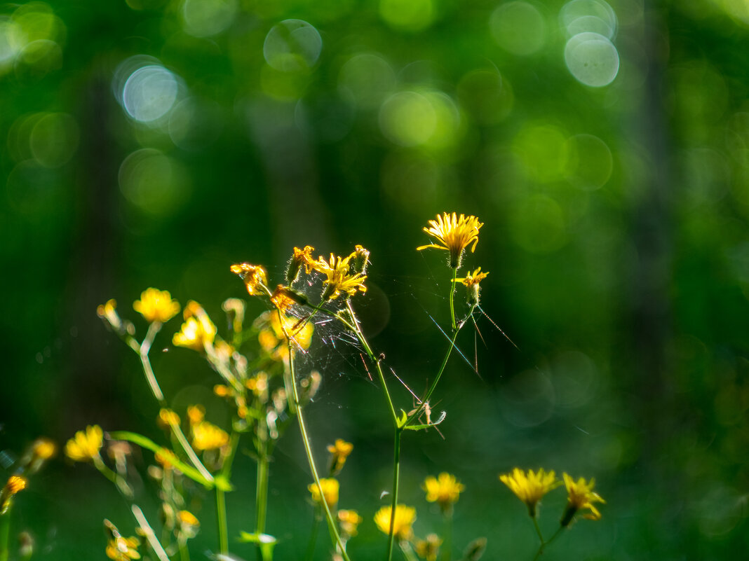 ___ - Yuriy V ___ - Yuriy V