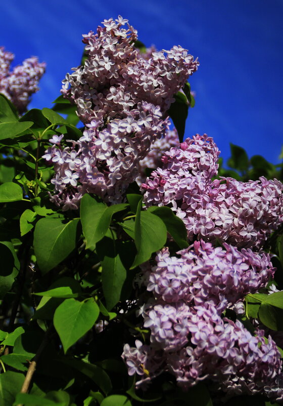 Сиреневый вечер .. - Татьян@ Ивановна