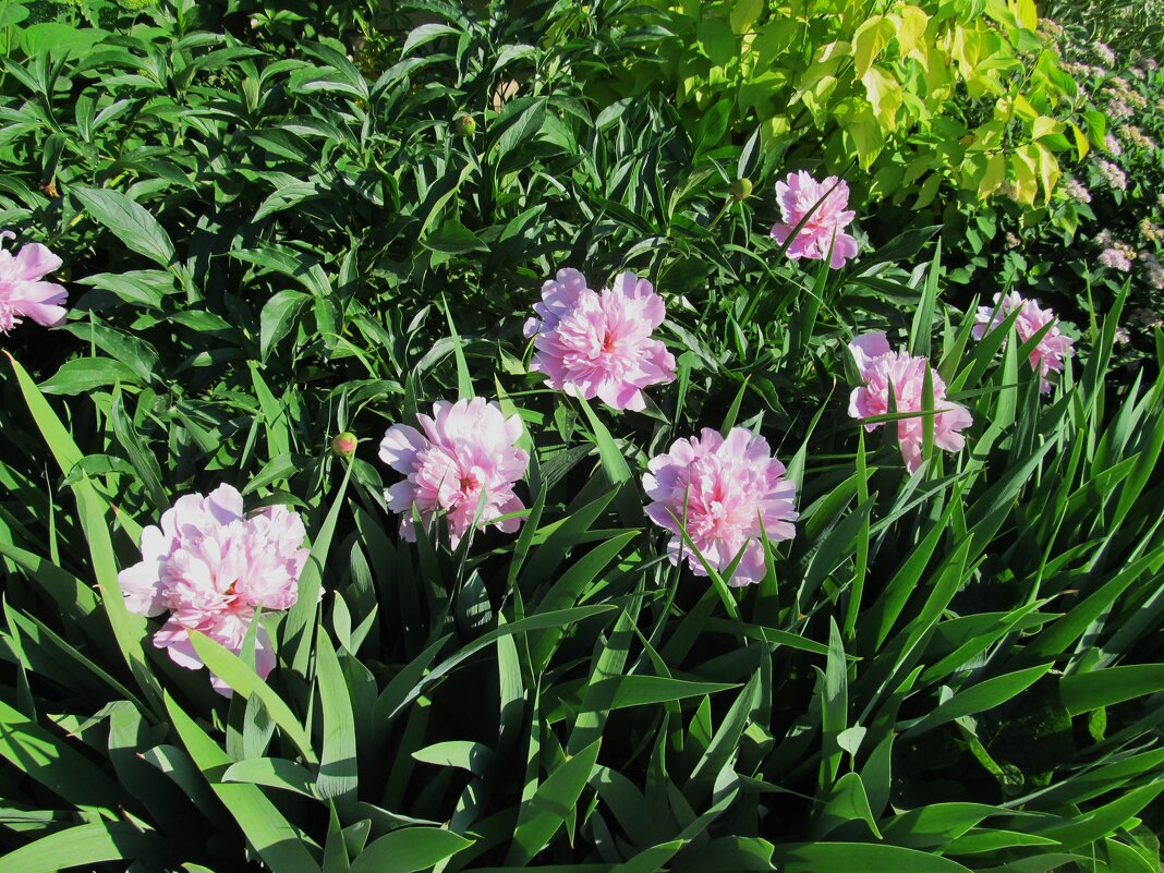 Ах, июнь ! - Елена Шаламова