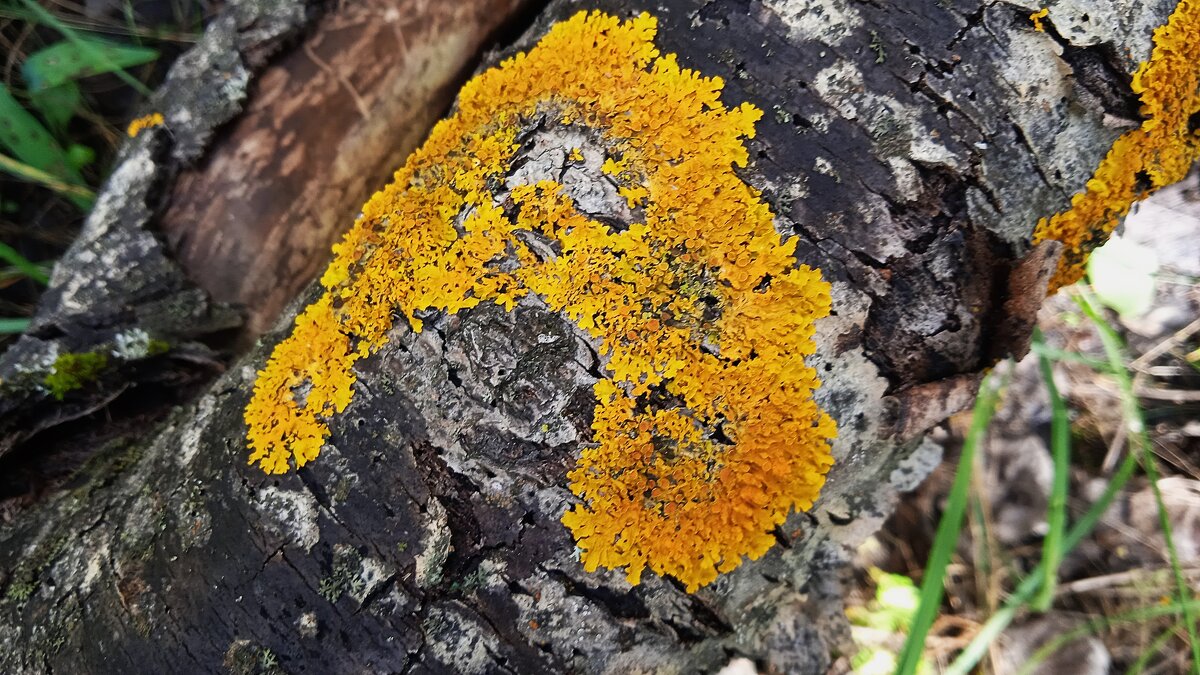 лесное - Елена Шаламова