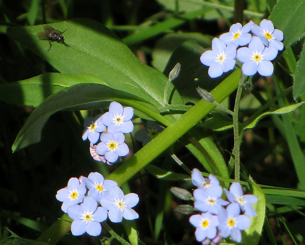 Незабудки - Александр Ильчевский 