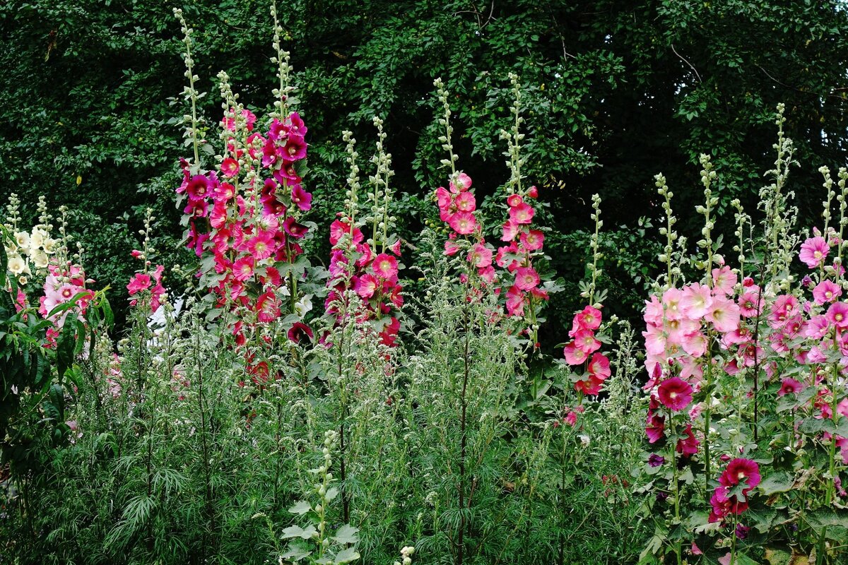 Мальва - Рита Симонова