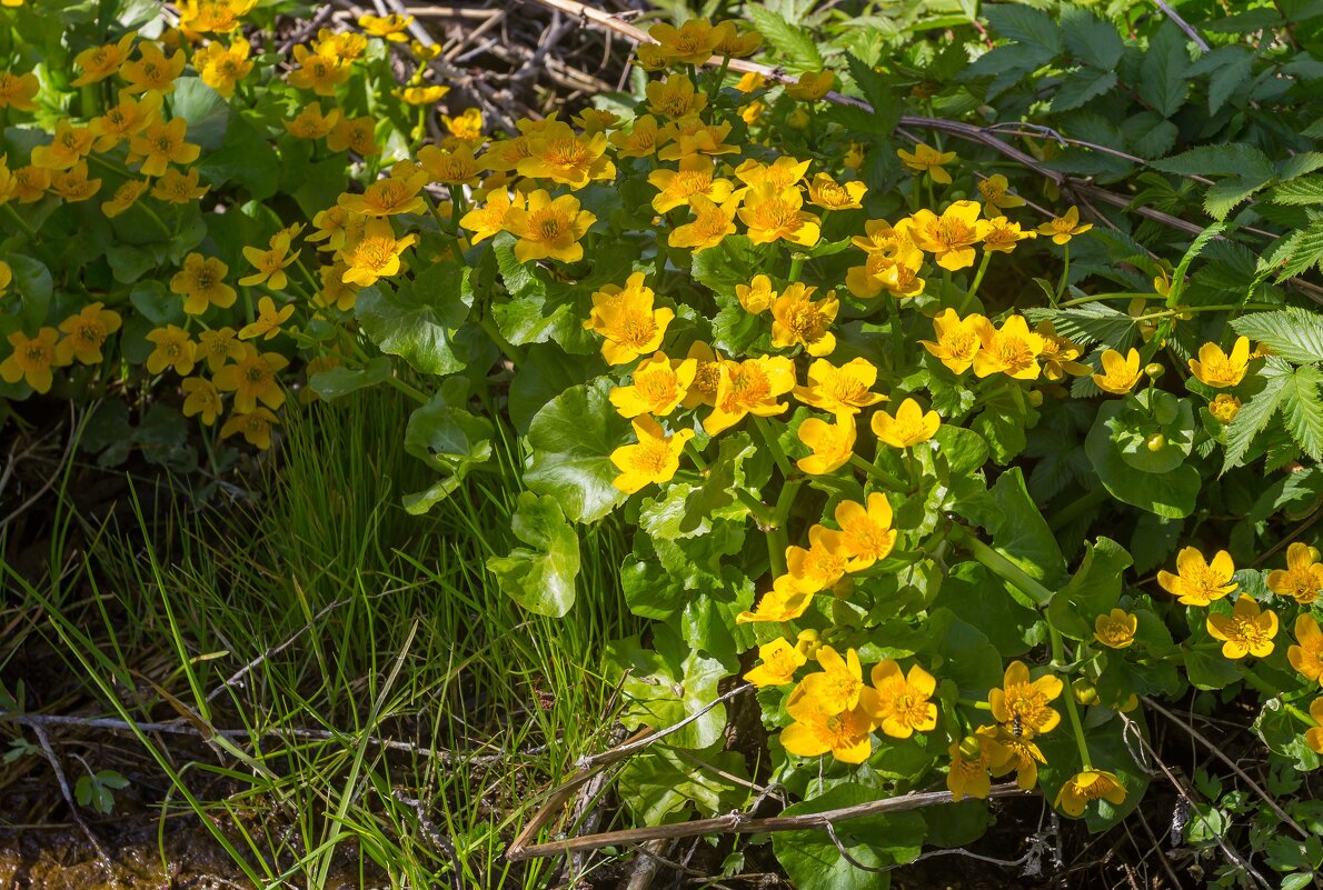 Краски весны. Калужница болотная. - Алексей Трухин