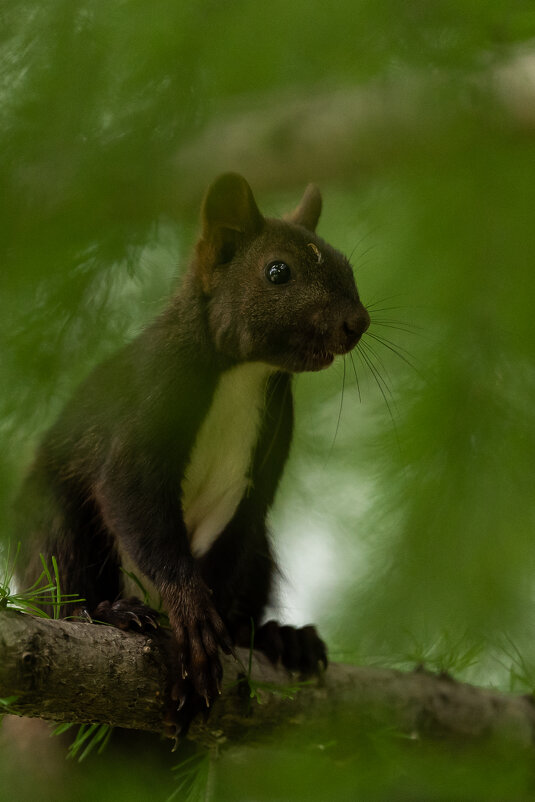 1 - Сергей Флетчер