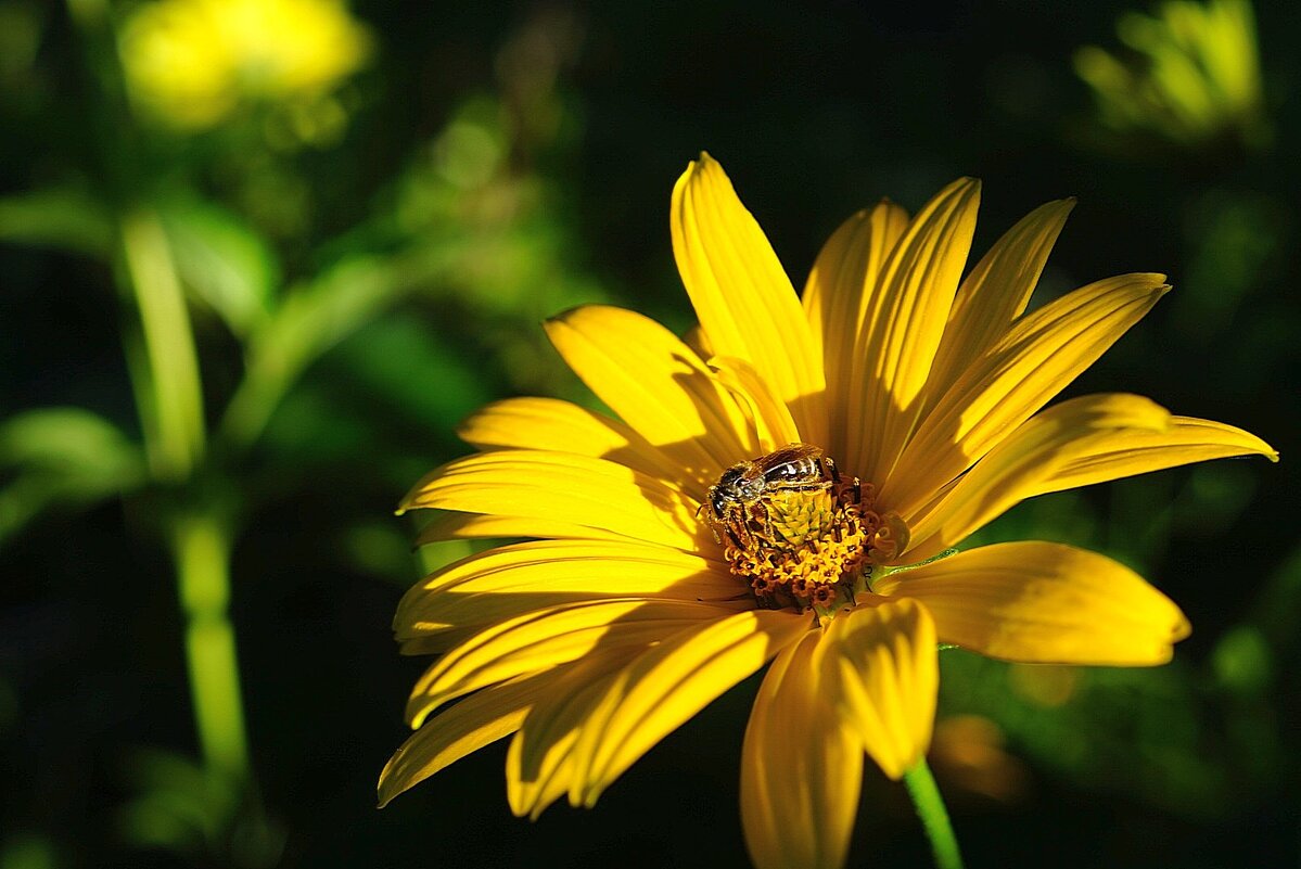 пока светит солнце... - Александр Герасенков