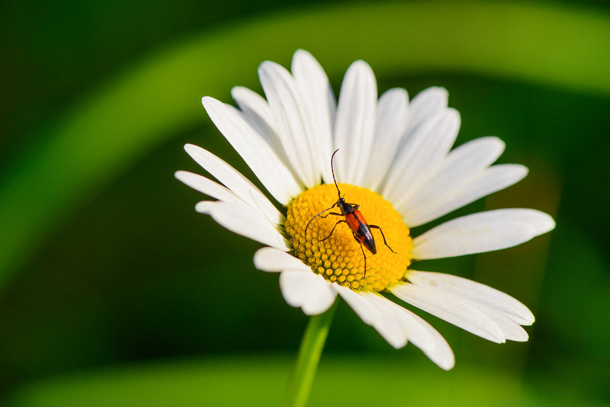 Ромашка... - Влад Никишин