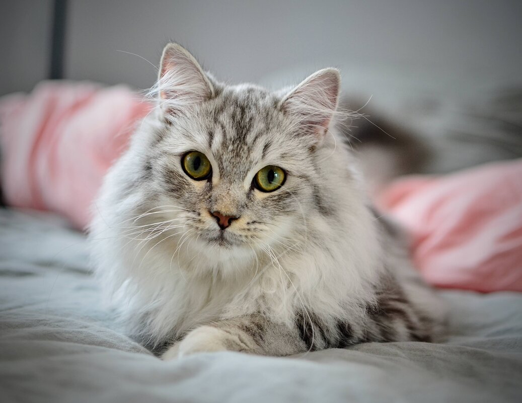 Норвежская лесная кошка - Александр Бочериков Норвежская лесная кошка - Александр Бочериков