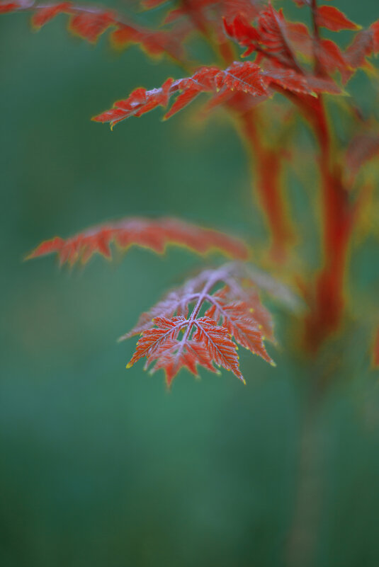 *** - Яна Горбунова