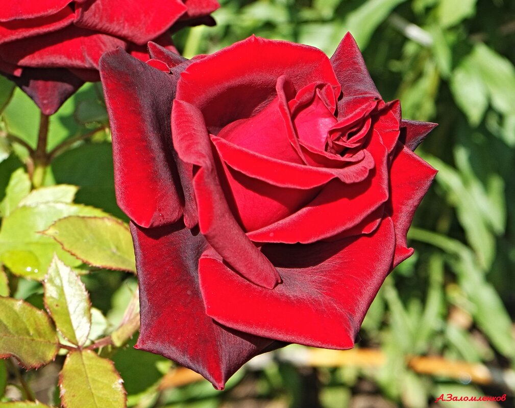 Яркого и красочного лета всем! - Андрей Заломленков Яркого и красочного лета всем! - Андрей Заломленков