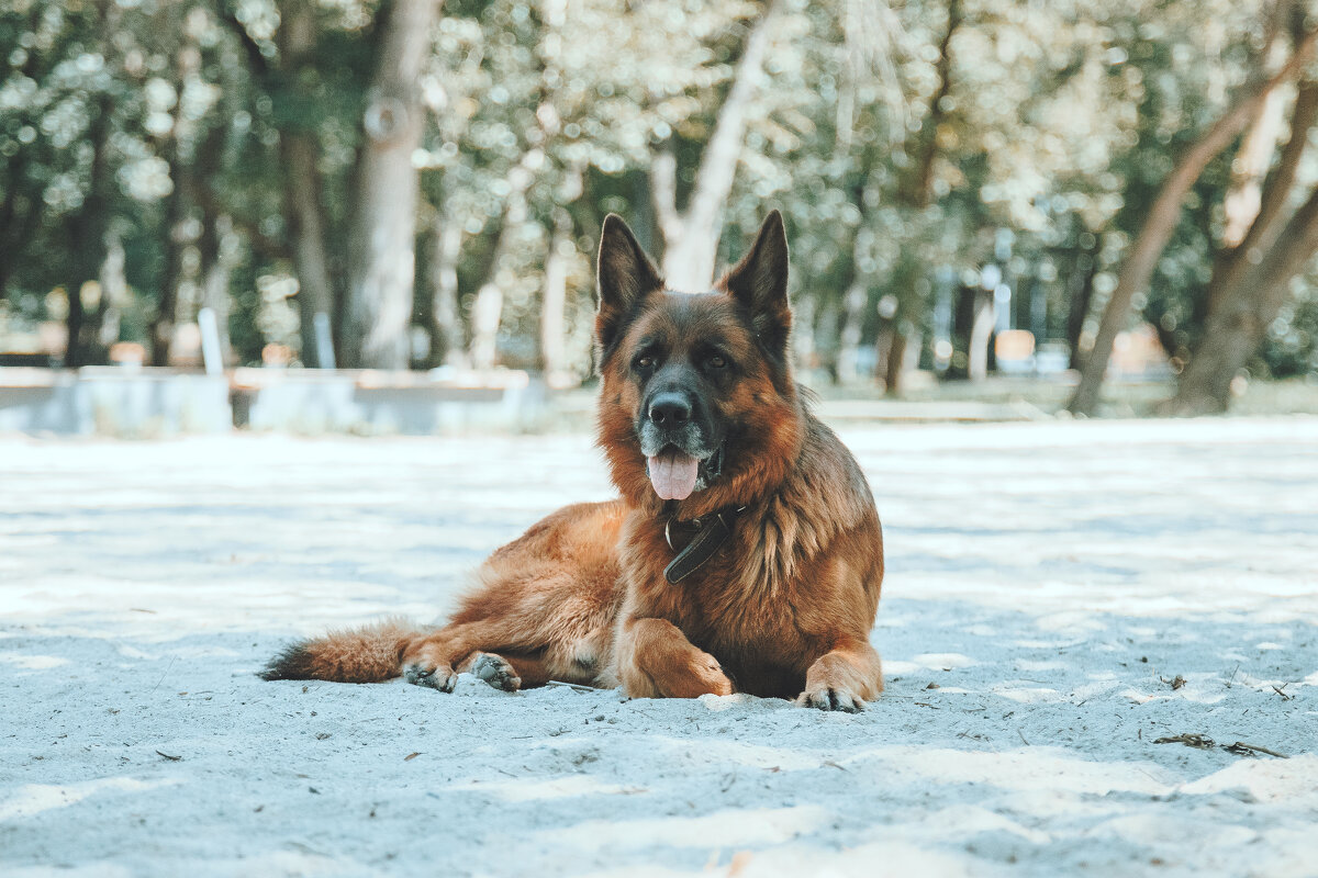 Гав - Aleksey Zaikin