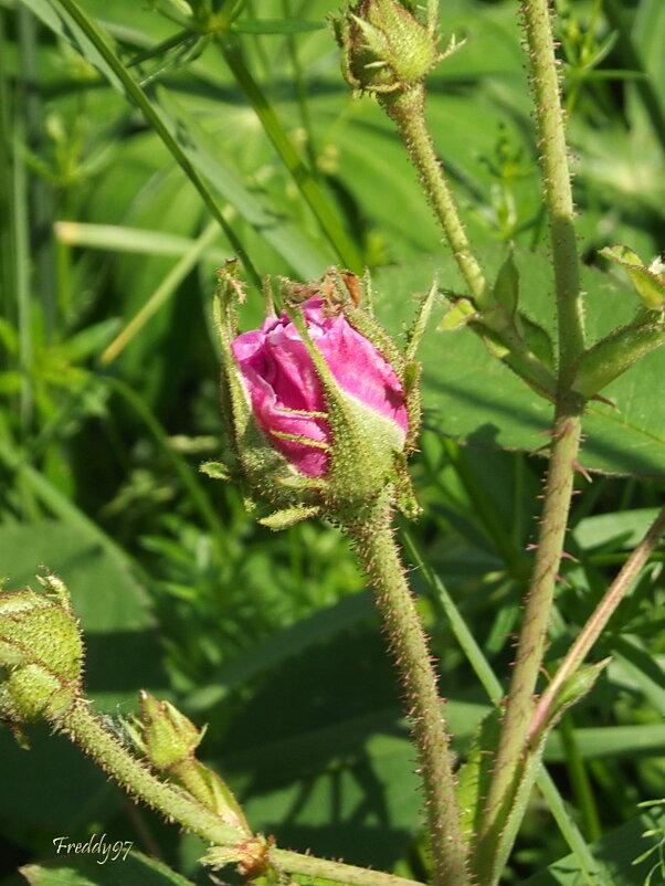 Бутоны роз - Freddy 97