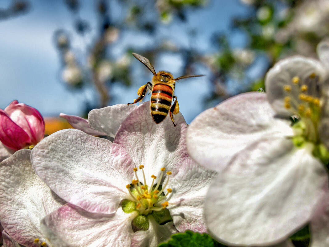 Анапа. Весна ;-) - Алексей Пышненко
