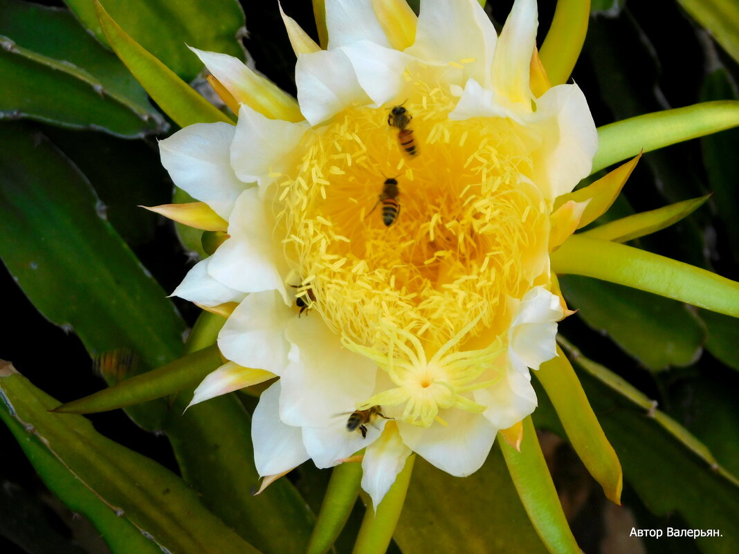 Осы за работой. - Валерьян 