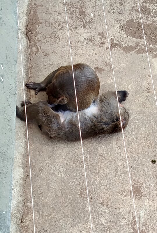 Искать и есть живность святое дело - светлана льдокова Искать и есть живность святое дело - светлана льдокова