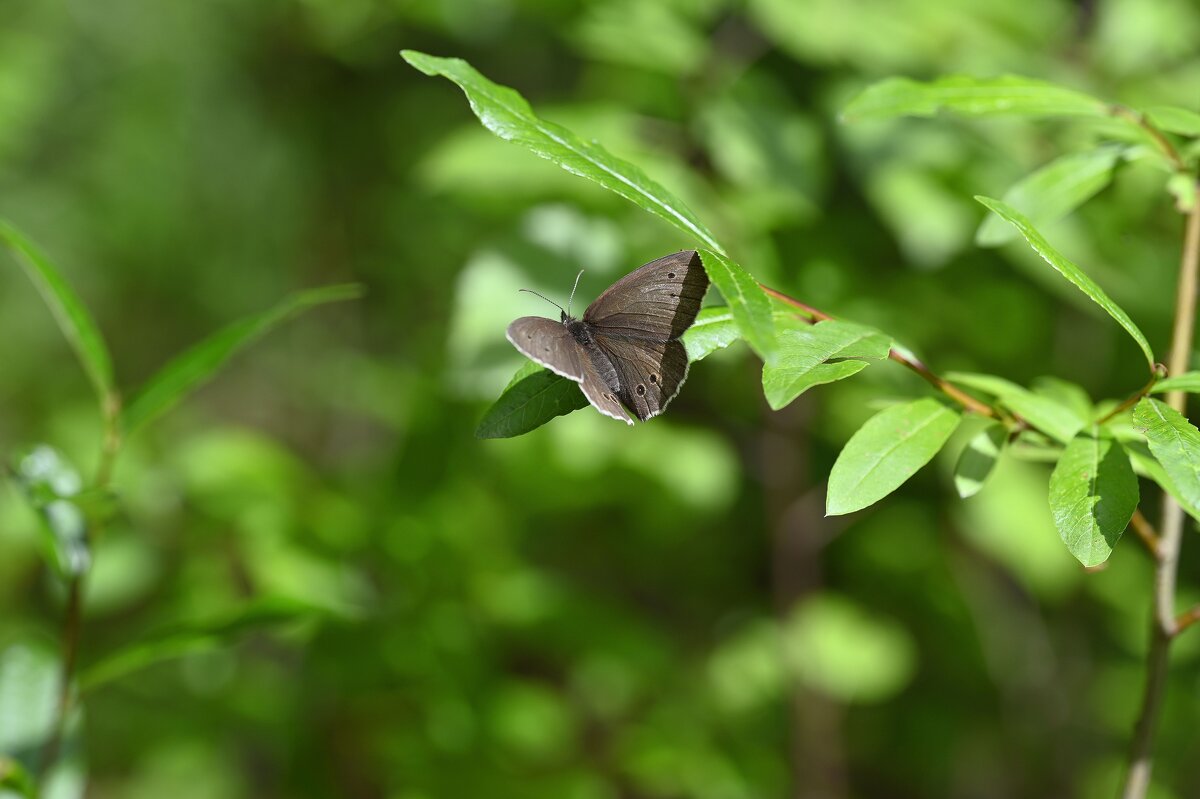 Бархотница - Ольга 