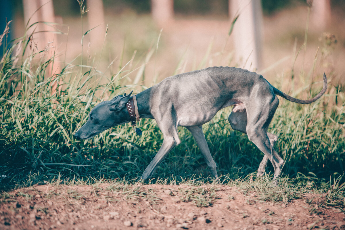 Породу подскажите - Aleksey Zaikin