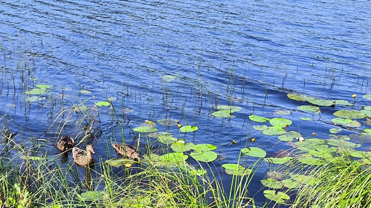 река Рощинка. - Ольга 