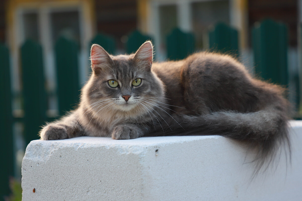 .. - Елена Сиднина