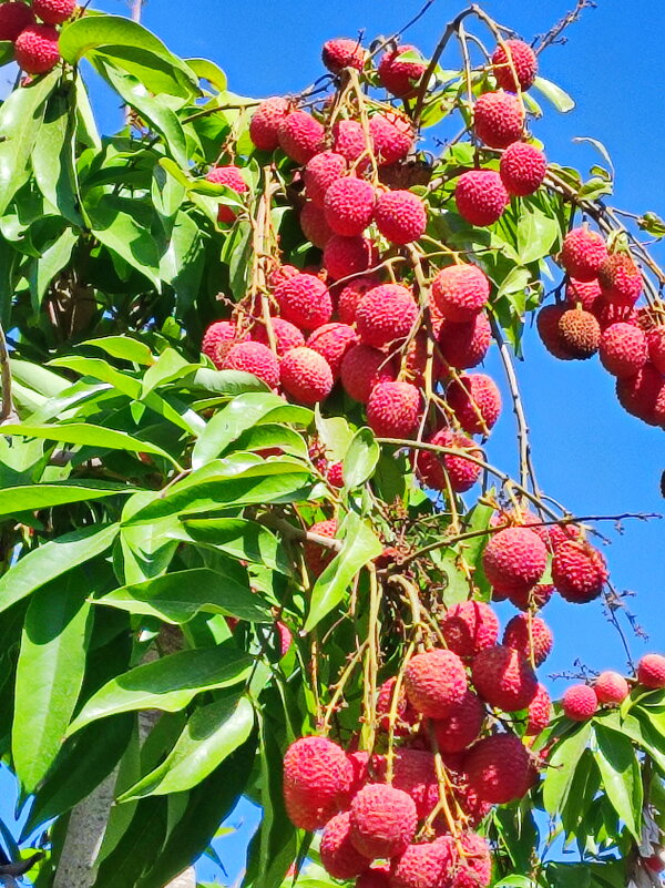 Пурпурное на голубом... Урожай личи - Надя Кушнир