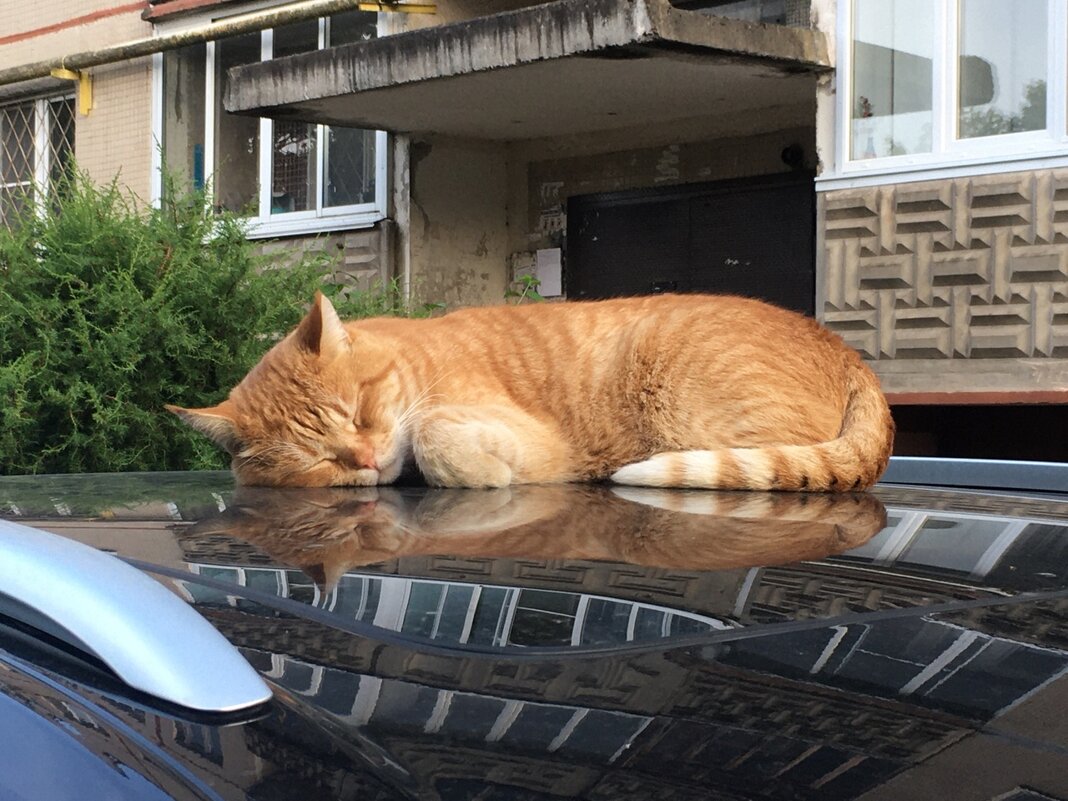 Всем спокойной ночи... - Владимир Павлов