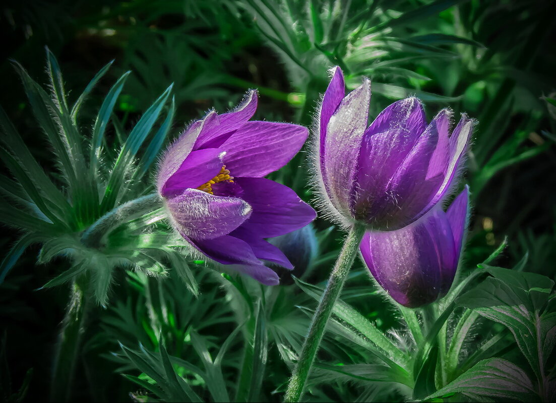 *** - Наталья Rosenwasser *** - Наталья Rosenwasser