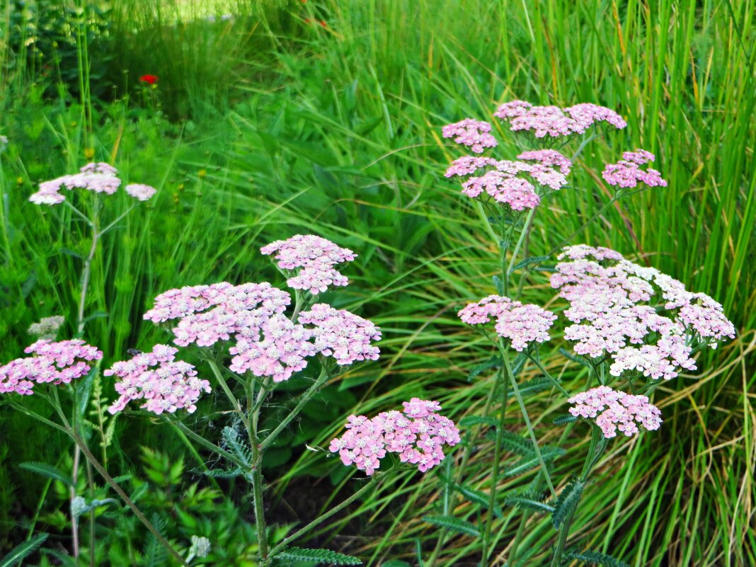 парк - марта Камушкина