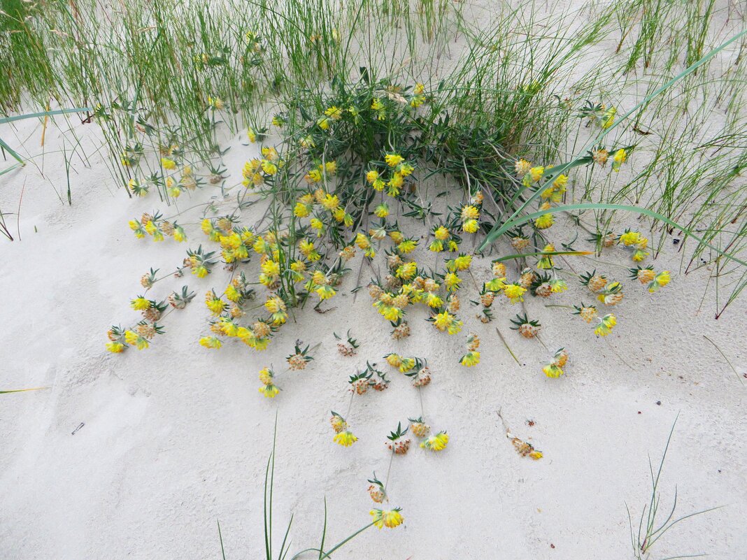 море - марта Камушкина море - марта Камушкина