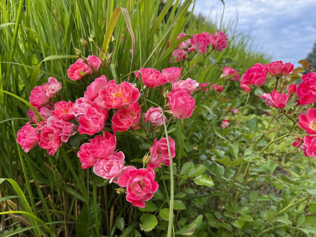Розы - Александр Конов
