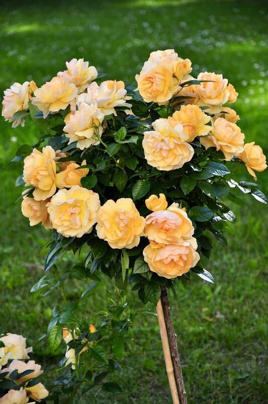 Розы - Александр Конов Розы - Александр Конов