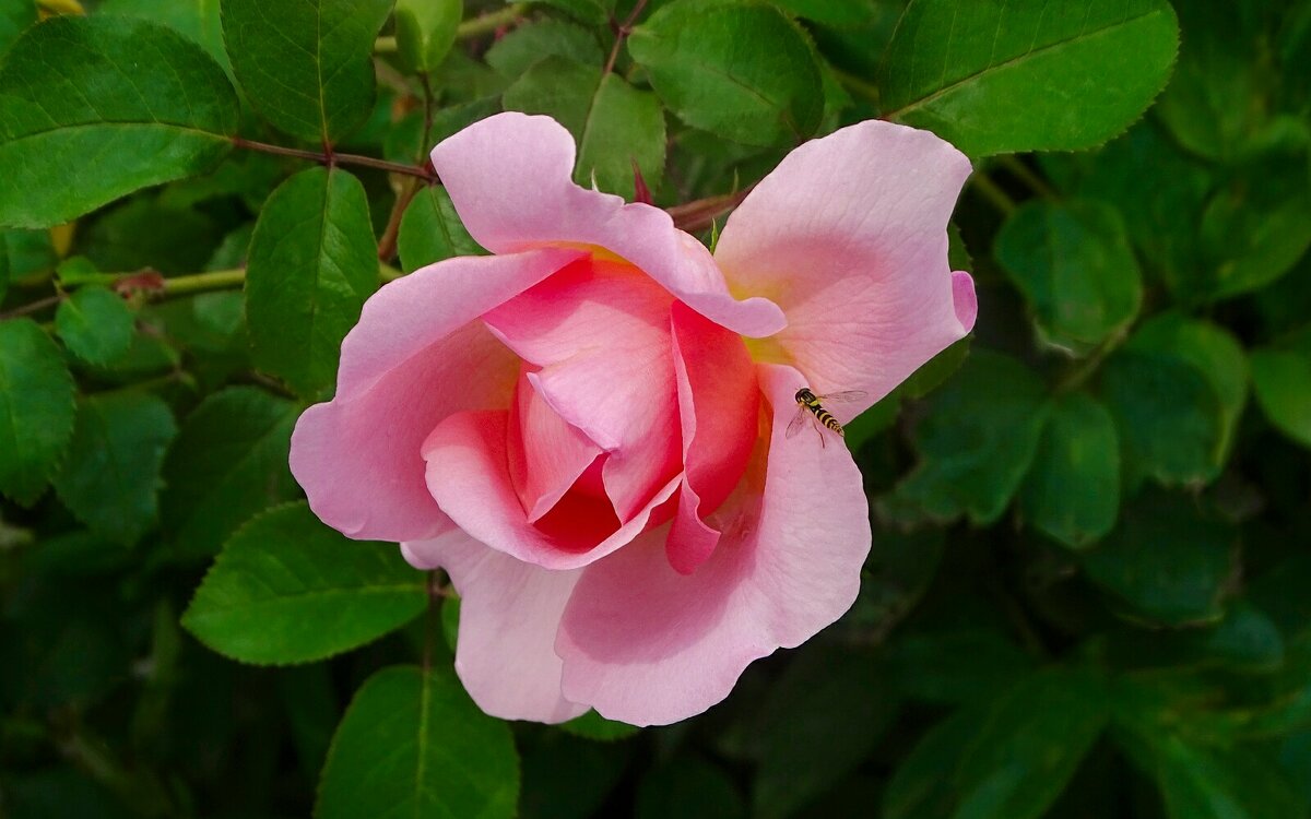 О красоте цветов. - Милешкин Владимир Алексеевич 