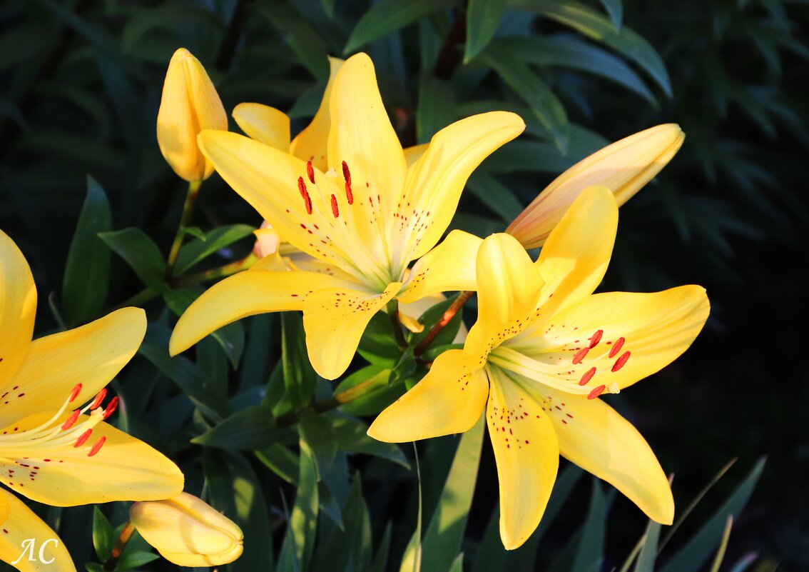 Лилии, вновь лилии. - Любовь Сахарова Лилии, вновь лилии. - Любовь Сахарова