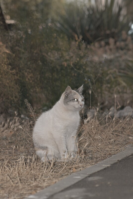 В ожидании - Giant Tao /