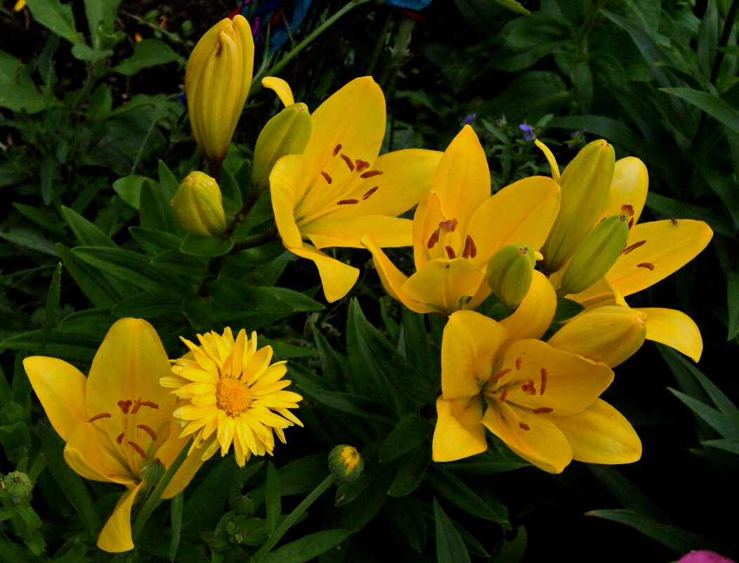 Чужой. - сергей ермошкин Чужой. - сергей ермошкин