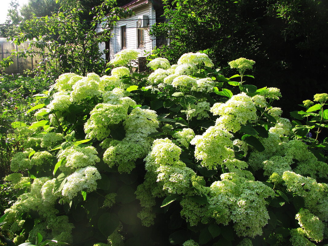Гортензия цветёт - Людмила Смородинская Гортензия цветёт - Людмила Смородинская