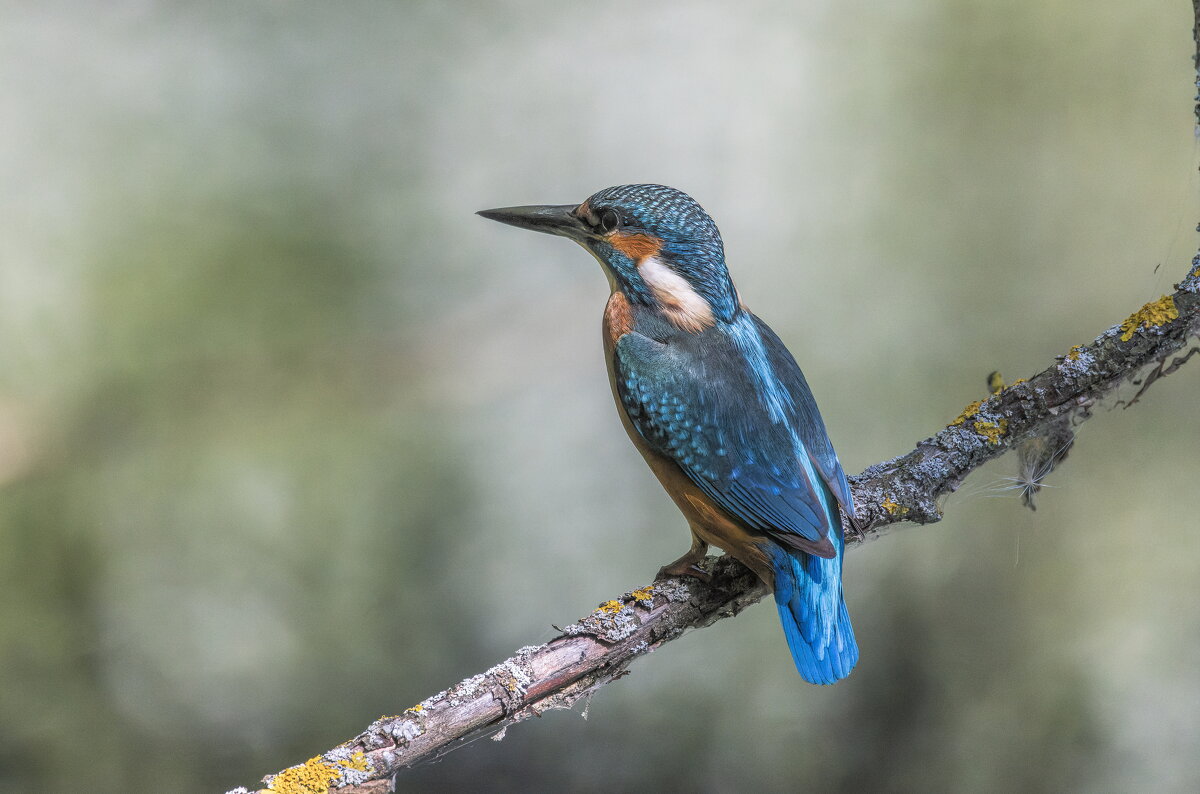 зимородок. - юрий макаров