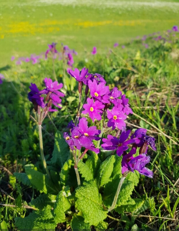 Альпийские луга плато Лагонаки - Tata Wolf