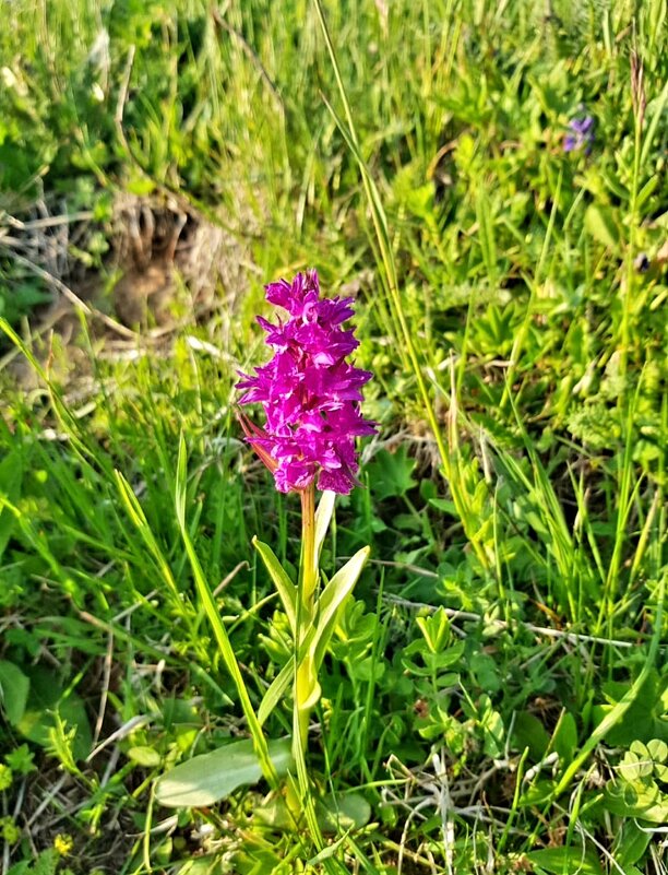 Альпийские луга плато Лагонаки - Tata Wolf Альпийские луга плато Лагонаки - Tata Wolf