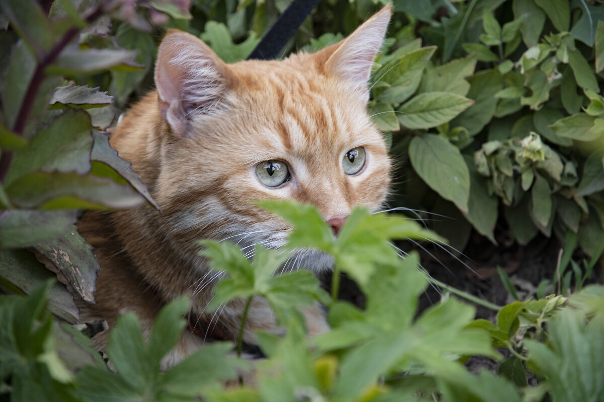 В засаде... - Надежда Парфенова 